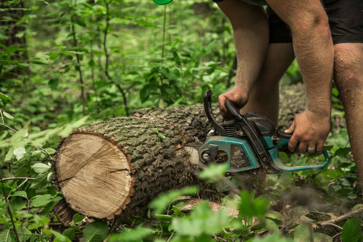 The Steps Involved in Our Tree Care Process in Highland City, FL